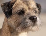 Hilarious Heartsease Kuburumba