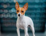 Carmel Electra Ml Sirius