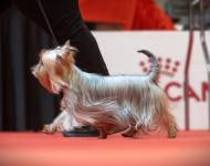 Idole Aura Silk of Bohemia