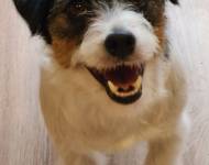 Catchy Cutie Pride of Santee