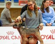 Dellingr zpod Chlumských hájů