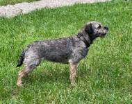 Envy De Marco's hunter