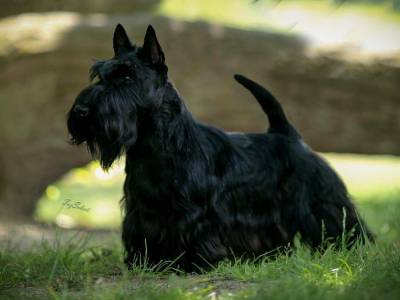 Lochraven American Warrior