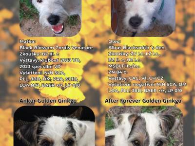 Vrh A Golden Gingko