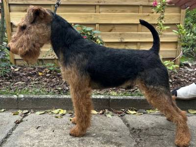 Démon z Čisteckých lesů