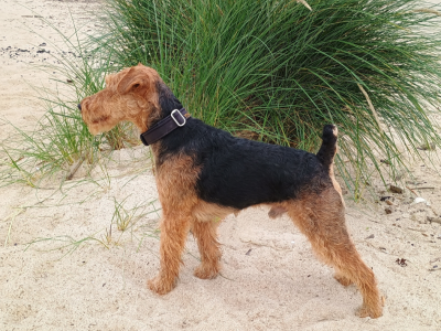 Frodo od Zábědovského potoka