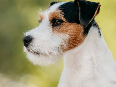 Daredevil Sweet Provocateur