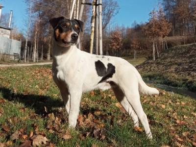 Attila z Lešnické zahrady