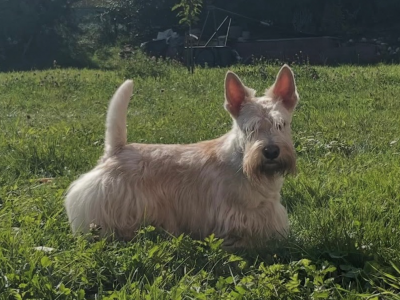 Woody Blues Excited Soul