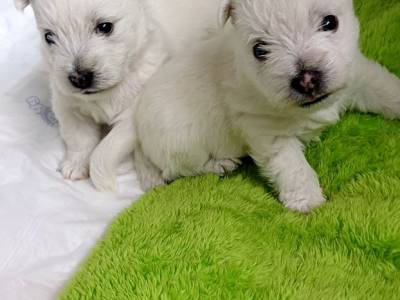 Vrh A Sněhová tlapka