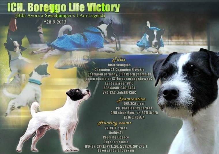 Boreggo Life Victory