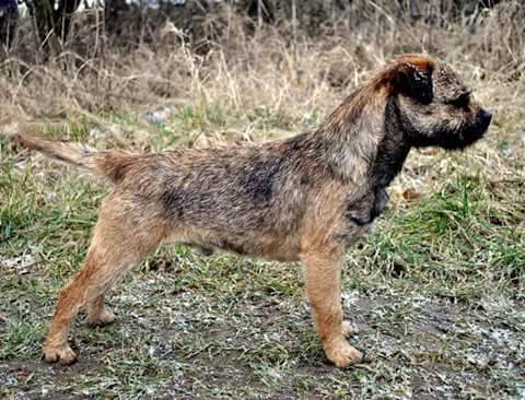 Caryx Skamika