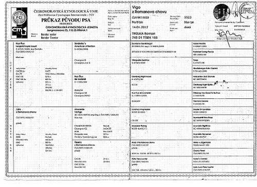 Vigo z Romanova chovu