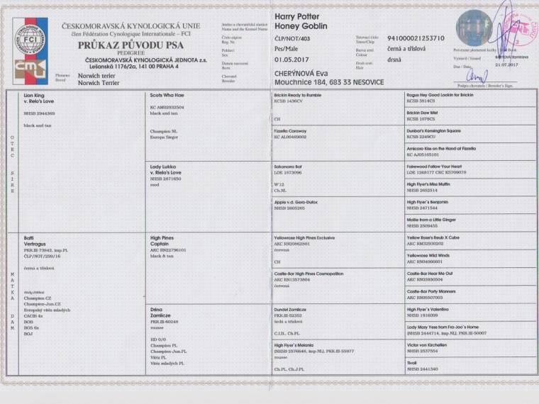 Harry Potter Honey Goblin