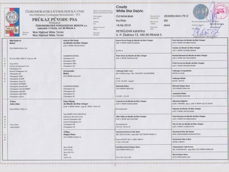 Coudy White Star Dejvic