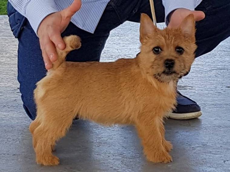 Letty Jess Terry-Westie
