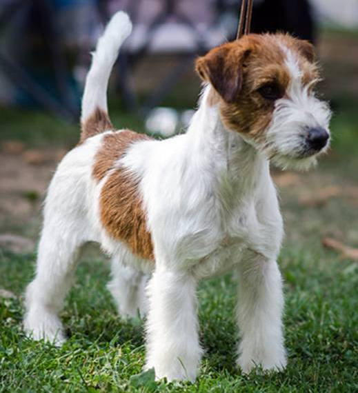Ho Vinto per Armonia Canina