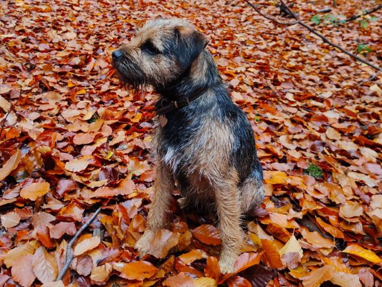 Argo od Petráškovy hory