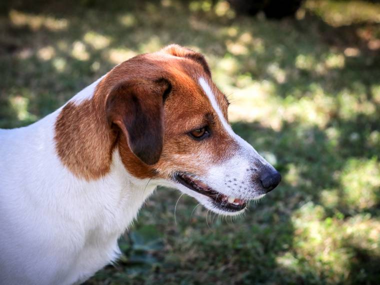 Jelly Bean Sissy of Libami