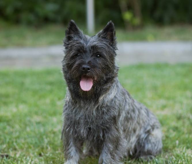 Buddy Viktorčin dvorek