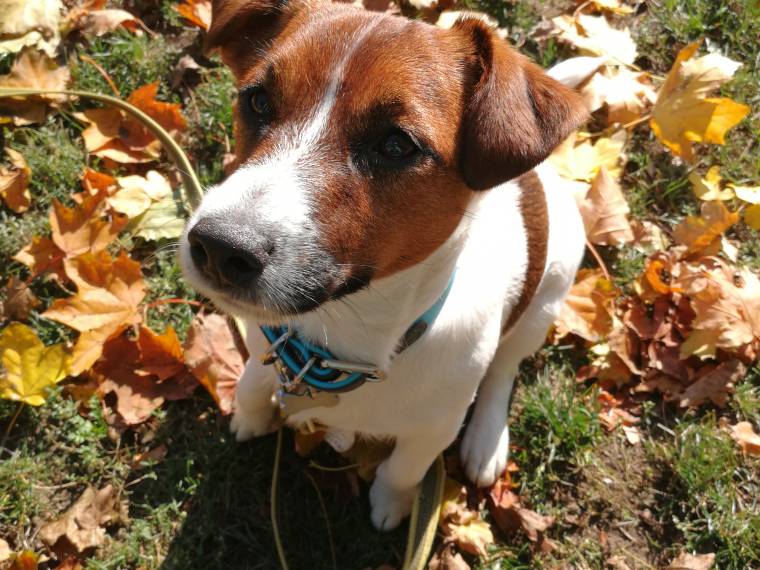 Rubeus Hagrid Via Heraltisz