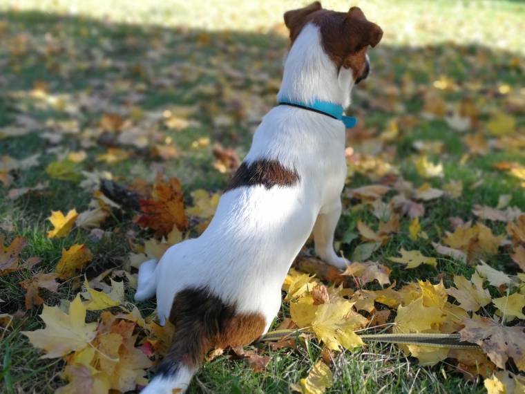 Rubeus Hagrid Via Heraltisz