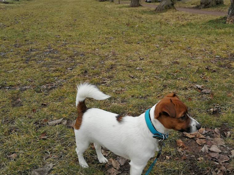 Rubeus Hagrid Via Heraltisz