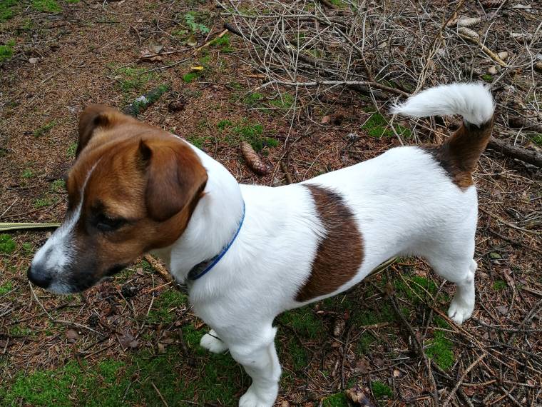 Rubeus Hagrid Via Heraltisz