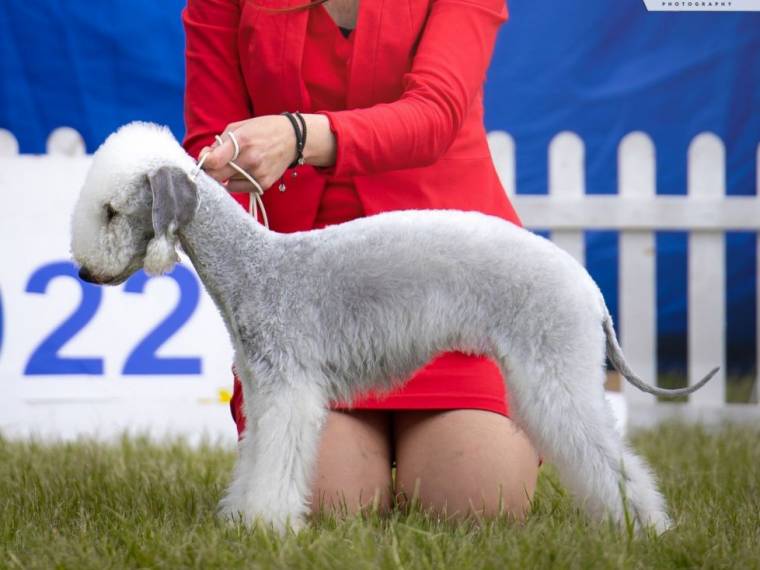 Miya Diamond Lamb