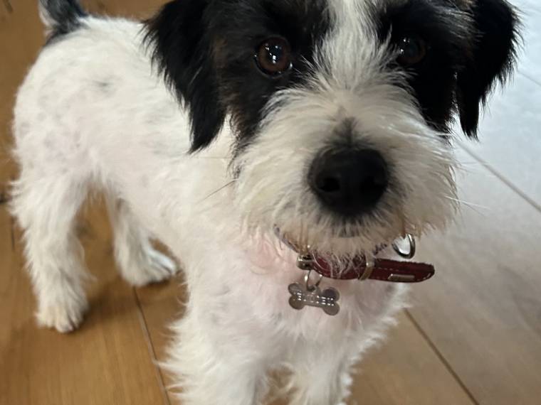 Jening Jack Sideric Miks.