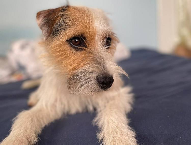 Barney Achabovo údolí