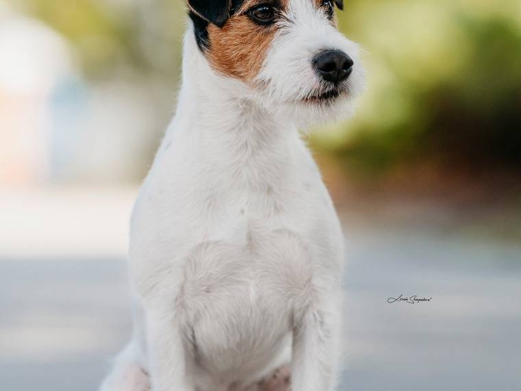 Daredevil Sweet Provocateur