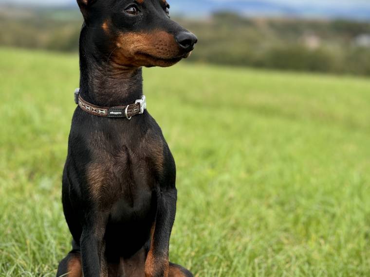 Aquila Touching the Stars