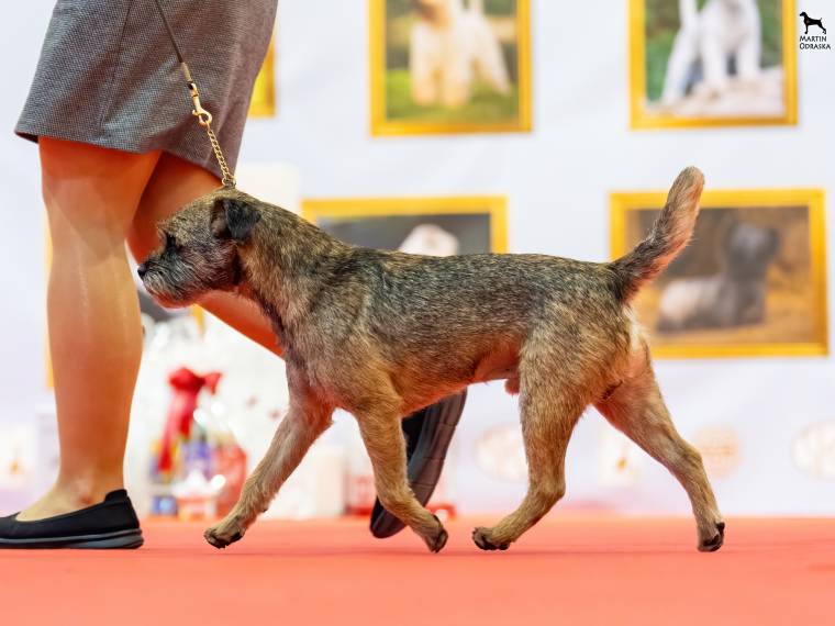 Dellingr zpod Chlumských hájů