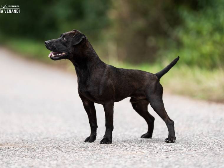 Diablo Invicta Venandi