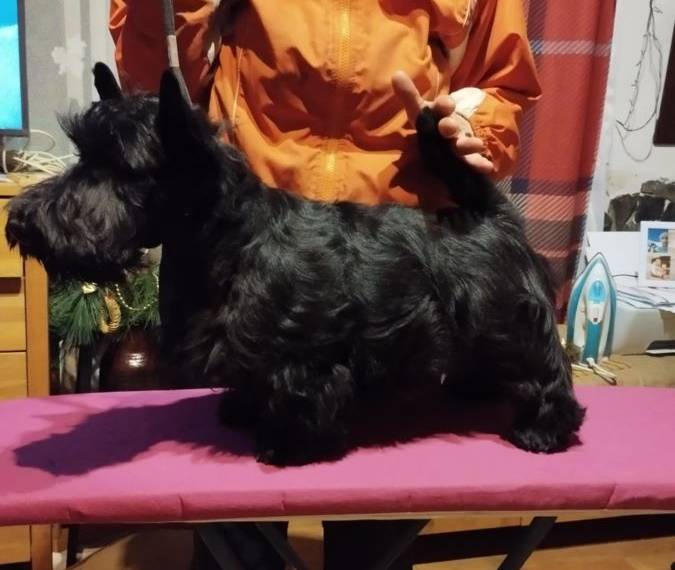 Vrh C Moravian Scott