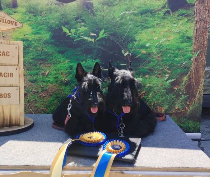 Vrh C Moravian Scott