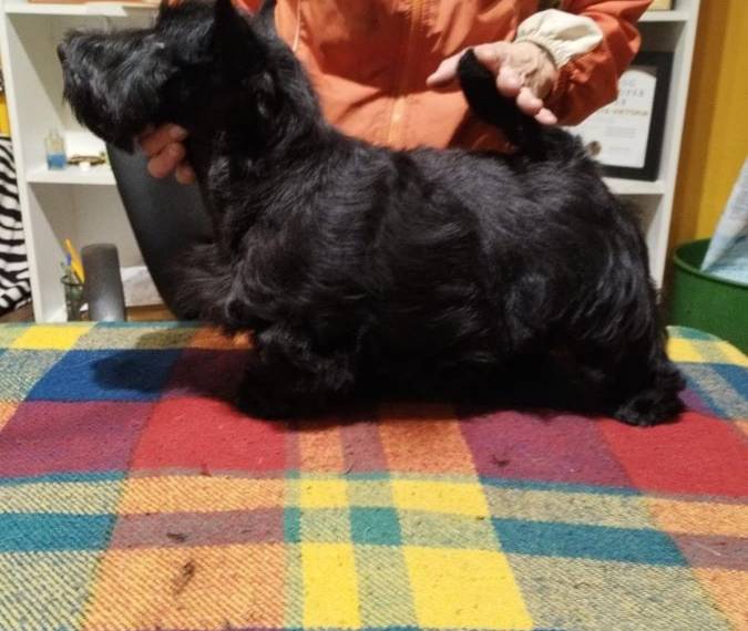 Vrh C Moravian Scott