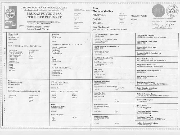 Evar Moravia Merilen