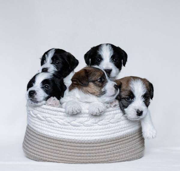 Vrh A Blackwood Legend