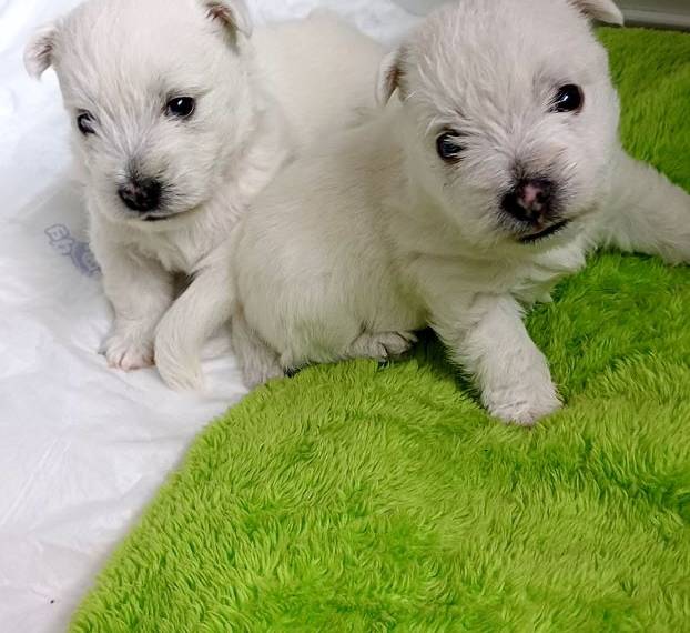 Vrh A Sněhová tlapka