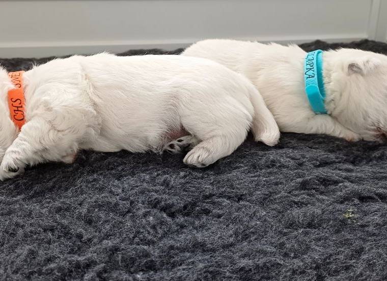 Vrh A Sněhová tlapka