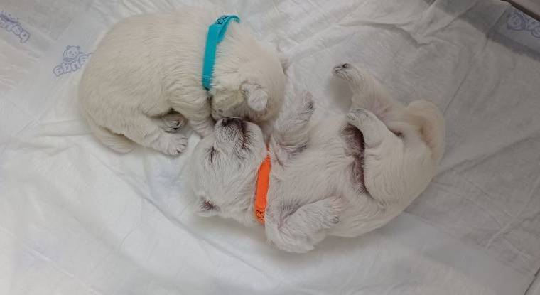 Vrh A Sněhová tlapka