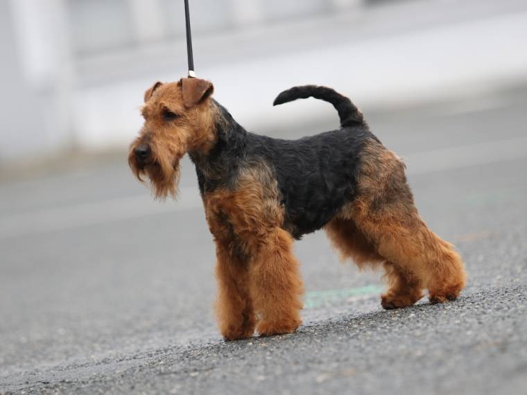 Fantaghiro Žanetino srdce