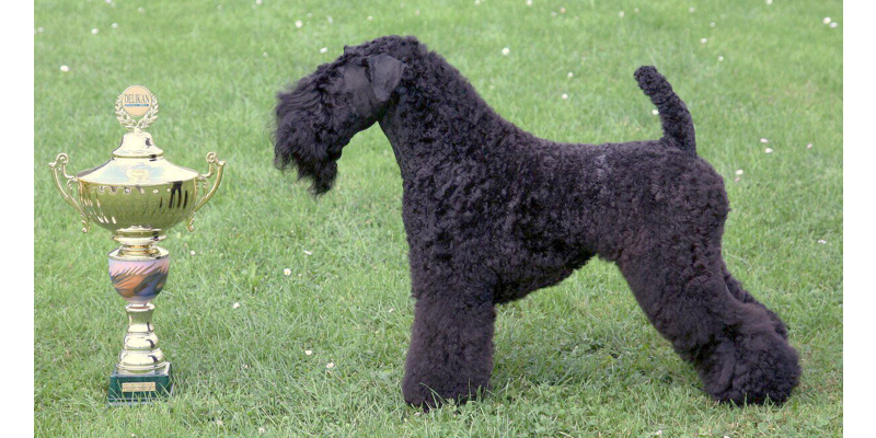 Klub chovatelů teriérů