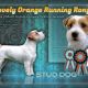 Lovely-Orange Running Rony
