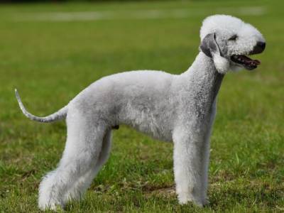 Dumbledore iz Moskovskoy Bemty