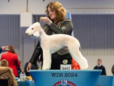 Dragon Heart Bohemia Opus