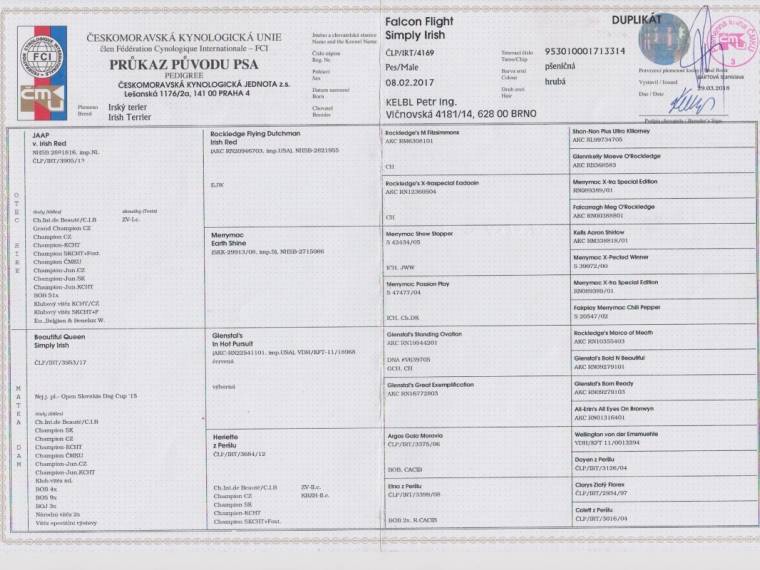 Falcon Flight Simply Irish