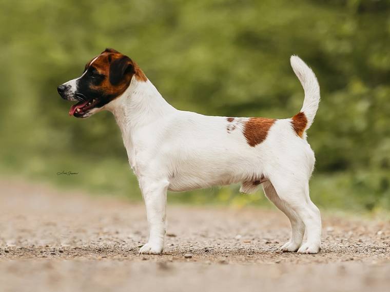 Terence Bohemia Point 